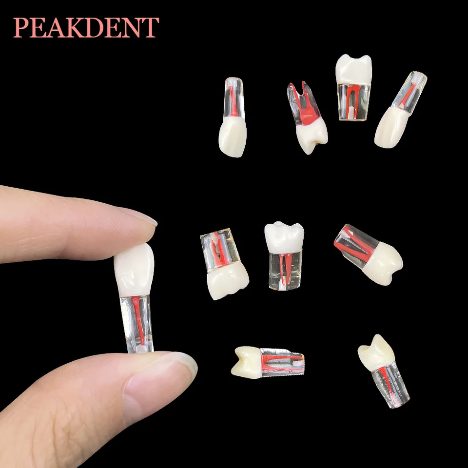 1 ks zubné rct endo zuby modelka endodontického koreňového kanála Bloková dužina dužiny živice Štúdium prax Endodontic Training M8006