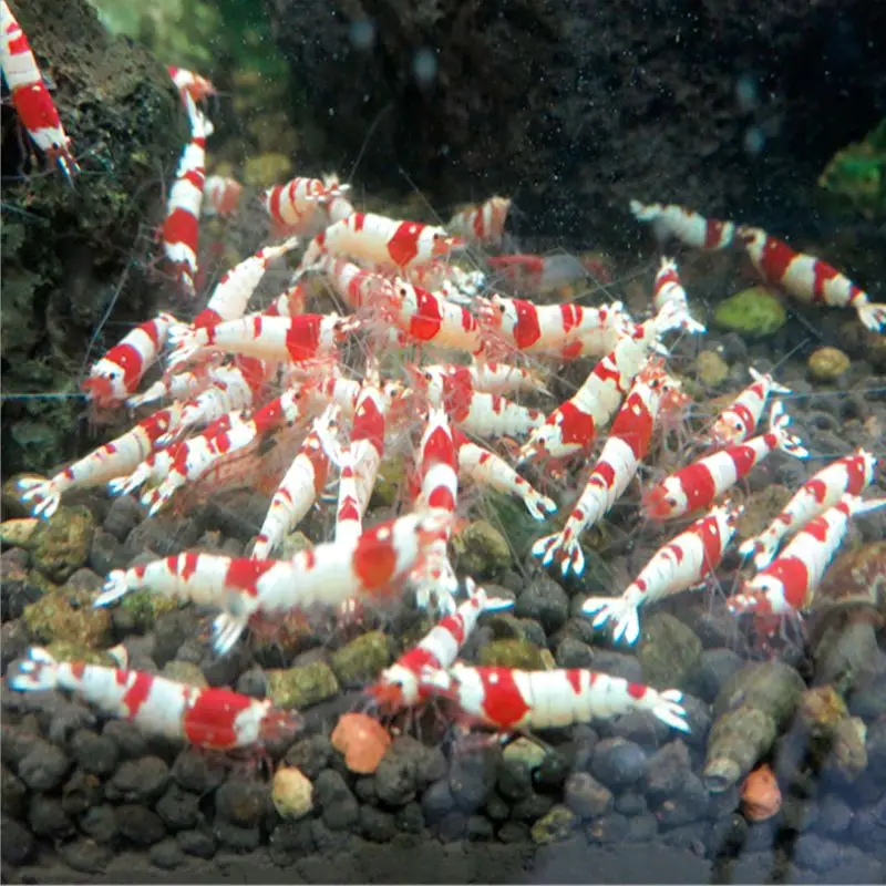 1 taška Rybie potraviny Kryštál krevety Akvárium Fish Tank Rybia Rybie kmeňové kmeňové baktérie Vitamíny Výživa v poriadku na pestovanie