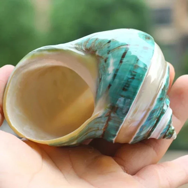 11cm Shell Crafts Prírodné perleťové štyri veľké slávne skrutkové škrupiny koraly koralové stredomorské stredomorské akváriové ozdoby morské slimáky