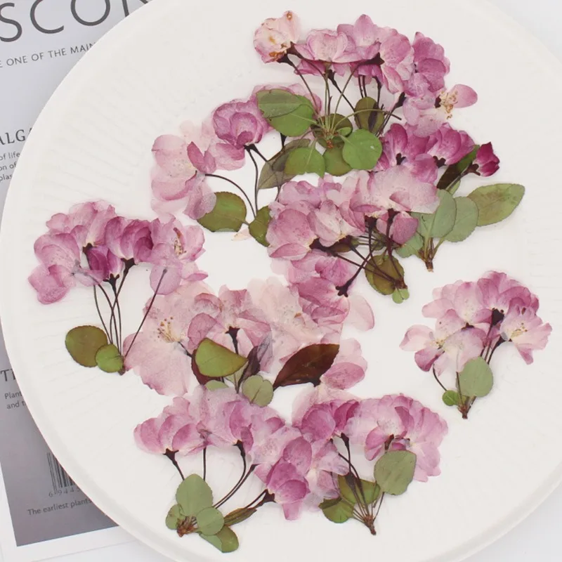 12ks set begonia sakura sušené kvety pre domácich majstrov pre domácich majstrov