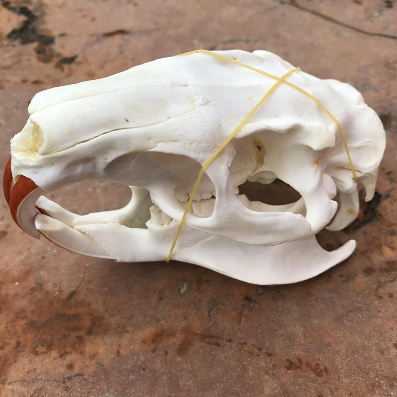 1ks taxidermy myocastor coypus coypu lebka skutočná kostra kostra biológia exemplár Art