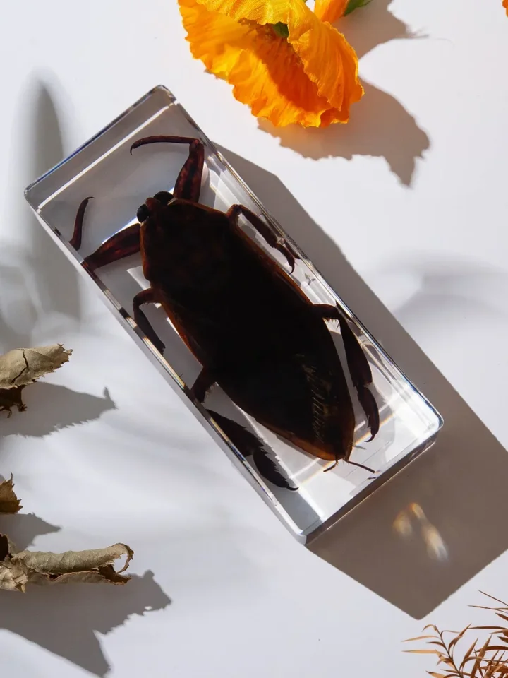 1pc skutočný hmyzový vzor Transparentné živice kreatívne malé ornament Scorpion Spider Beetle materská škola výučba Hray