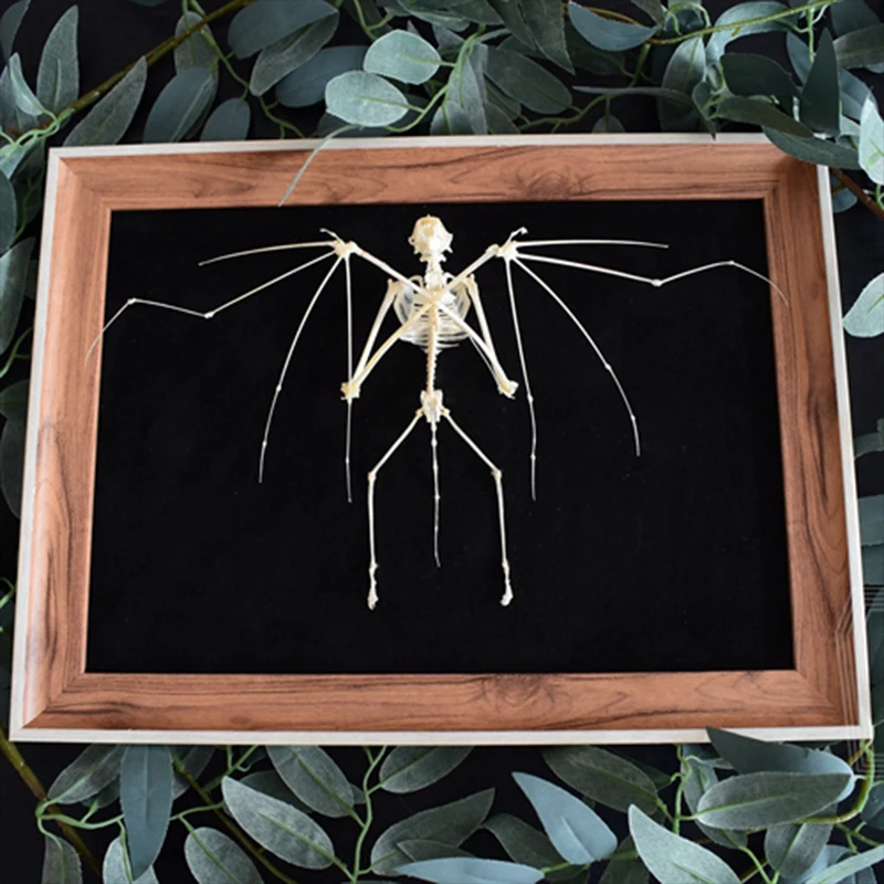 2201 Originálny kostra vzorka zarámovaná stena Art Dark Vampire Decoration Art Collection Desktop Dekorácie Brithday Gift Vintage