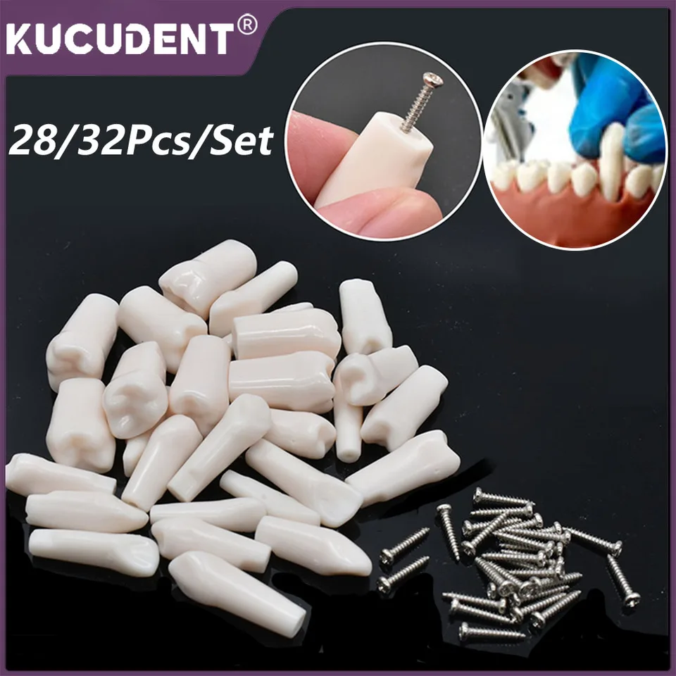 28/32ks zubné zubné zuby Typodont Model zubov pre výučbu študijného zubného protézy PRAKLADY PRÍSLUŠENSTVA Príslušenstvo