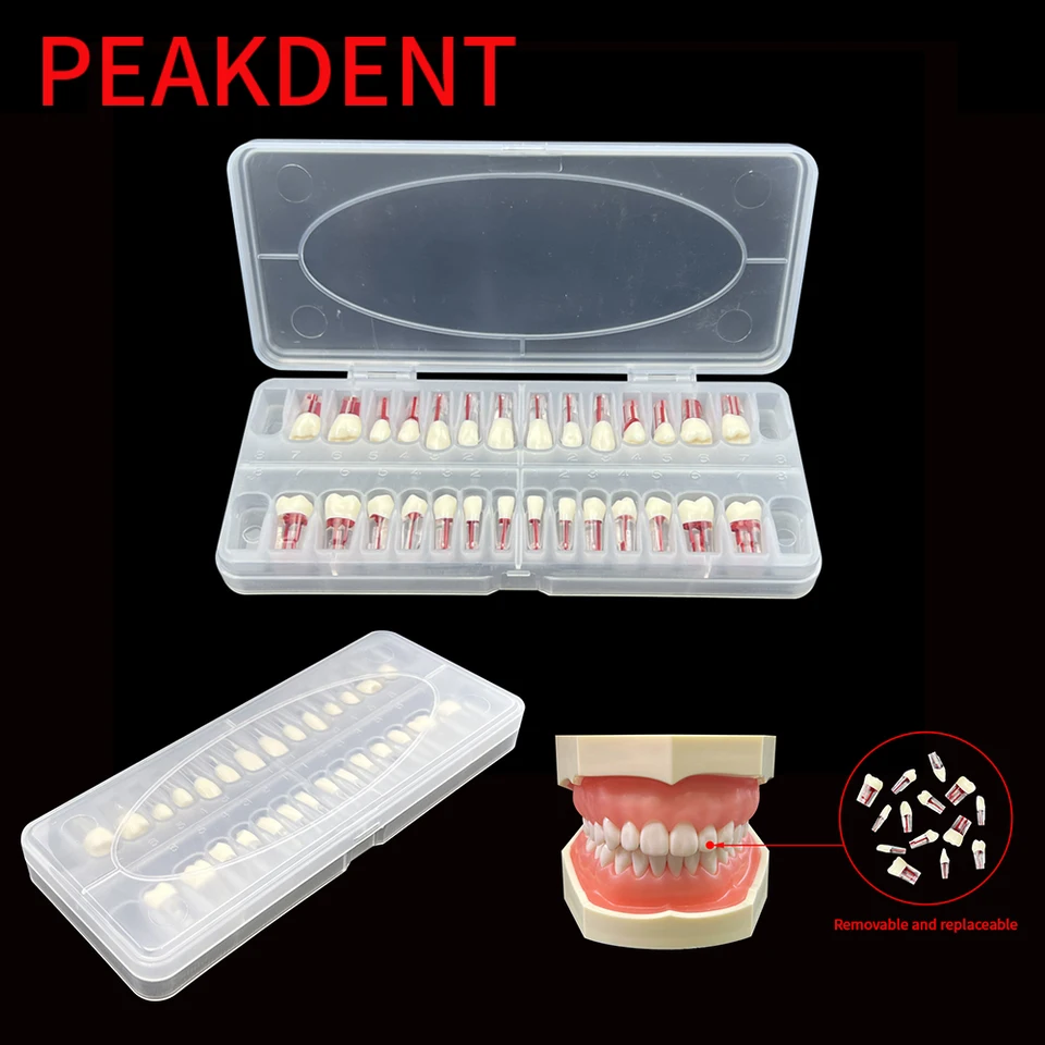 28ks/set Modely zubného koreňového kanála Endodoncia RCT bloková dužina dutiny Model Model štúdia Endo Resin Nahradiť zuby