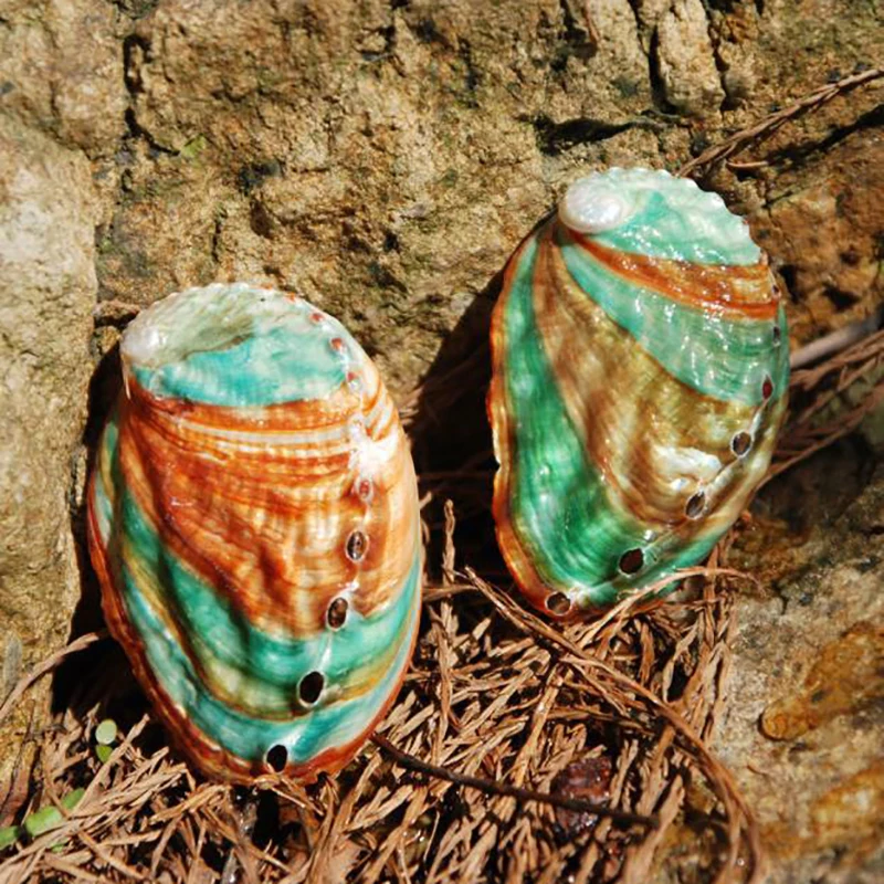 2pcs Abalone Shell Conch Shell Rybárska nádrže Kraj