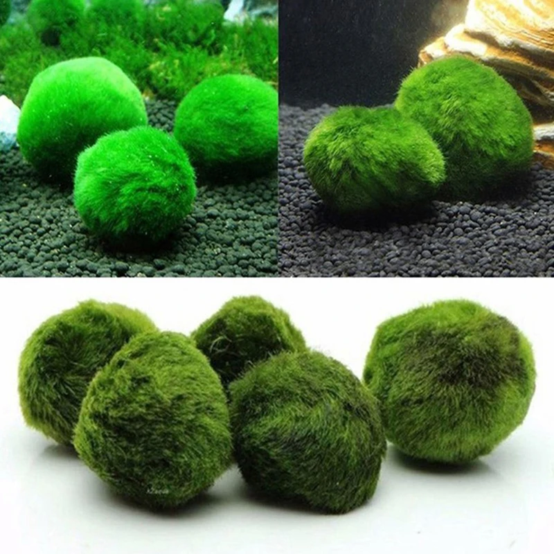 3-4 cm Marimo Moss Balls Live Aquarium Plant Riasy Ryby ryby Krevety Tank Ozdob simulácia Zelené riasy gule Umelá rastlina
