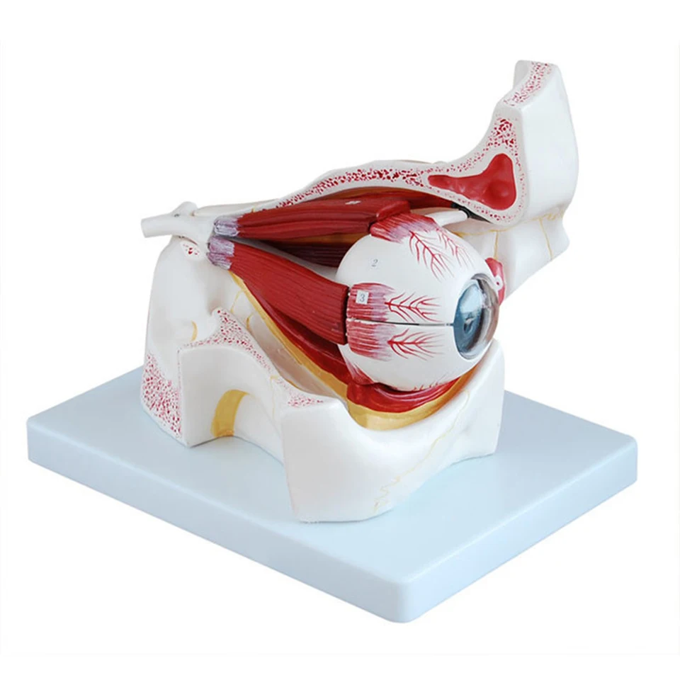 3d 3x Orbitálne orbitálne očné zväčšenie Model 10 častí anatomického modelu Oči z optického nervu a svalov Dorp Shipping Wholesale