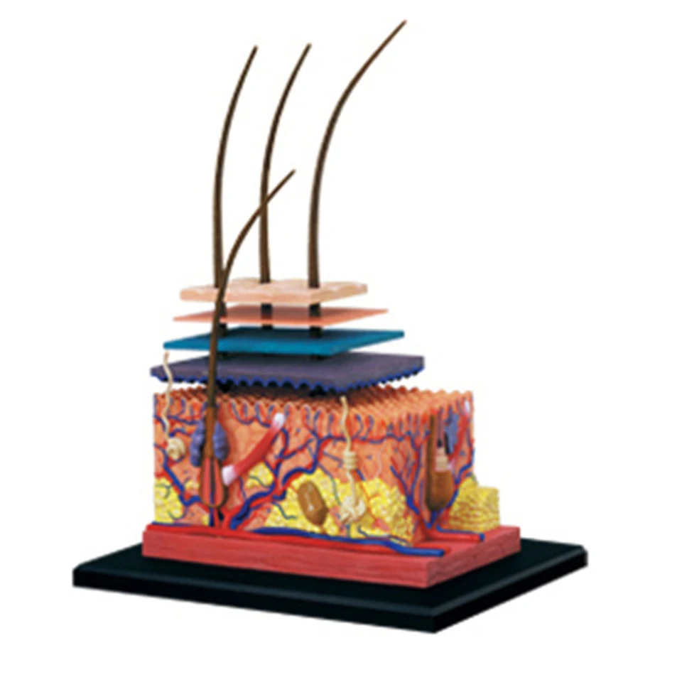 4D ľudská pokožka Model vlasov Orgány Zostavenie modelu puzzle vyučovací model manikin vedecký anatomický model