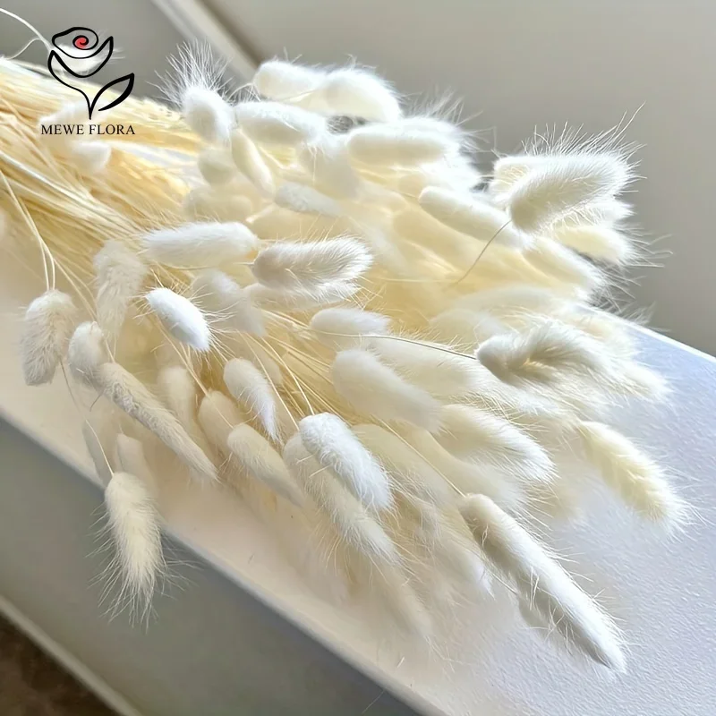 55ks sušené kvety zajačik králičie chvosty Trasa Natural Byquet Boho Domáca dekorácia Lagurus ovatus ffluffy pampas svadobná dekorácia