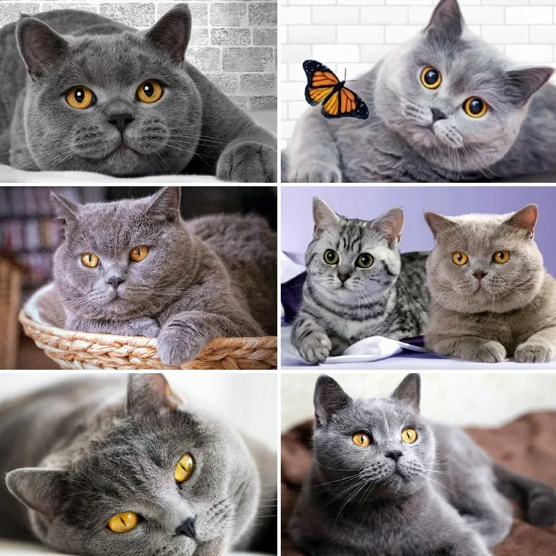 5D Diamond Painting Scottish Fold Cat Obrázok kamienok Diamondová výšivka britská šedá mačka krížový steh mozaik