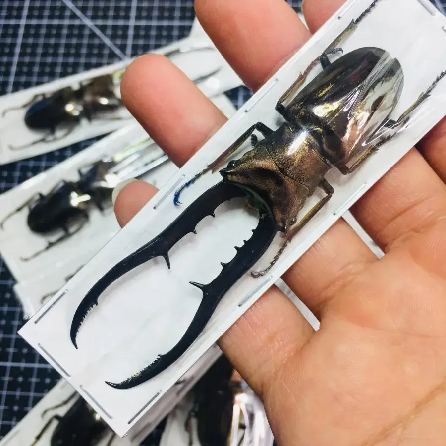 60-85 mm cyclommatus metallifer fine skutočný hmyz exemplár A1 Zbierka chrobákov DIY punk hmyz Material Domáce dekorácie socha