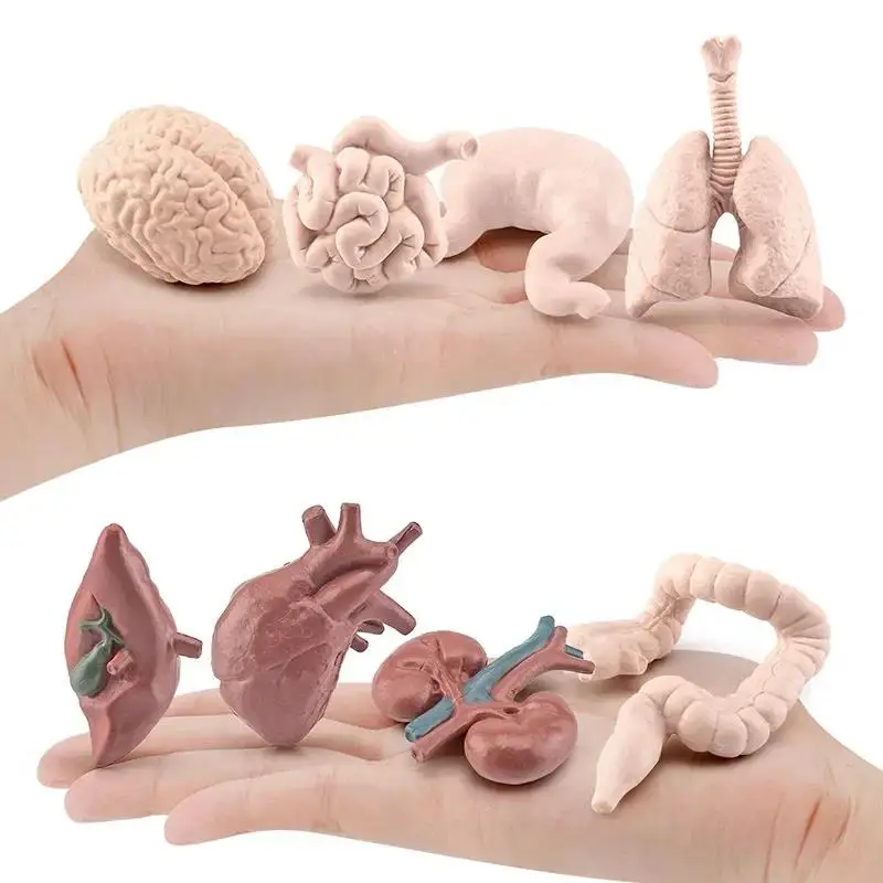 8 ks Miniatúrne anatómové orgány Model vzdelávanie Montessori Toy