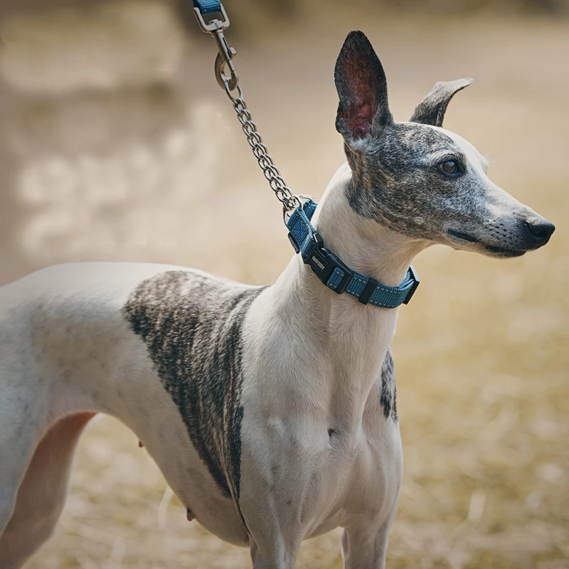 Anti-Break Greyhound Whipbit Špeciálny golier Comfort Comfort Terrier Terrier Bedlington Postroje psov Doplnky domácich miláčikov