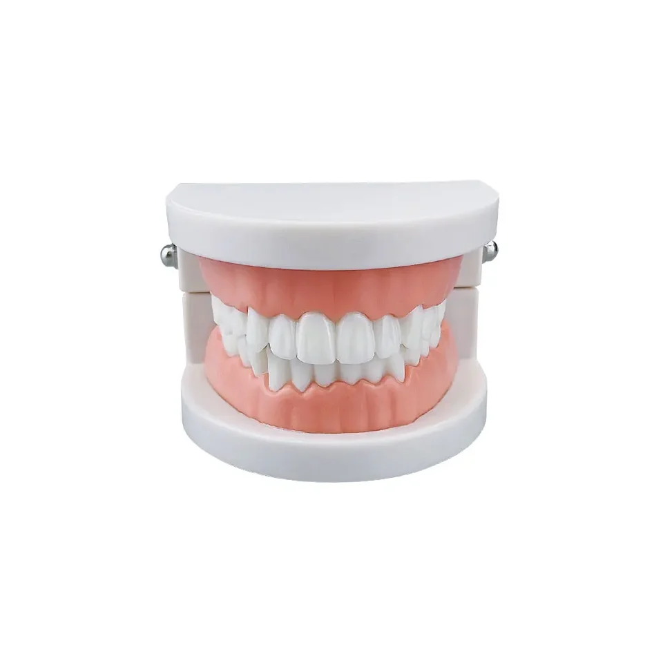 Azdent Dental Model Training Typodont zuby Model pre zubné technik Výučba zubov zubov zub