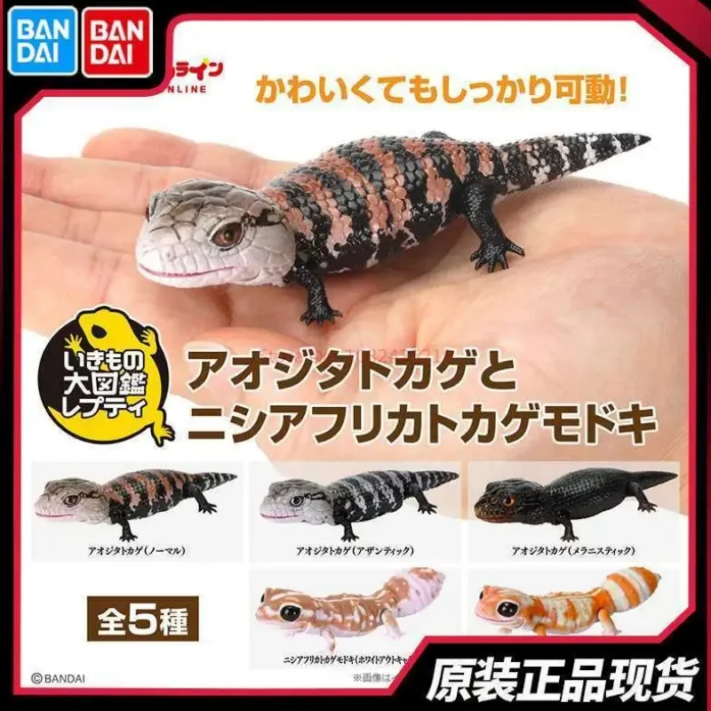 Bandai Gashapon veľká biologická mapa Gecko Lizard Blue-Tong-Donged Skink Simulation Moveble Animal Action Figure Hračky