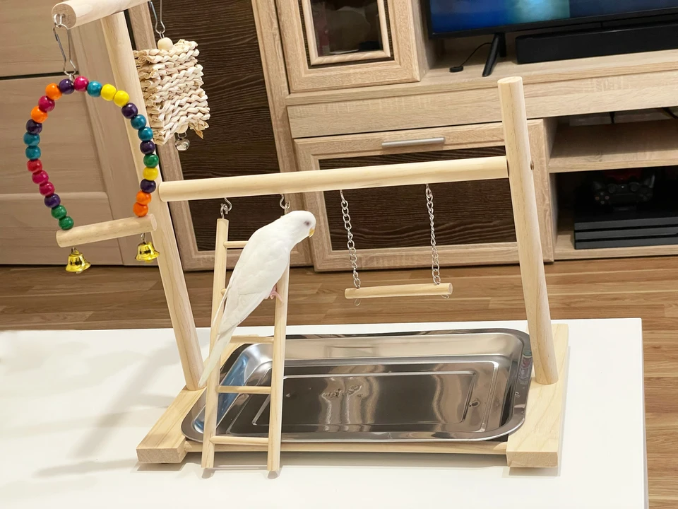 Bird Herpground Stock Stock Feeding Cups
