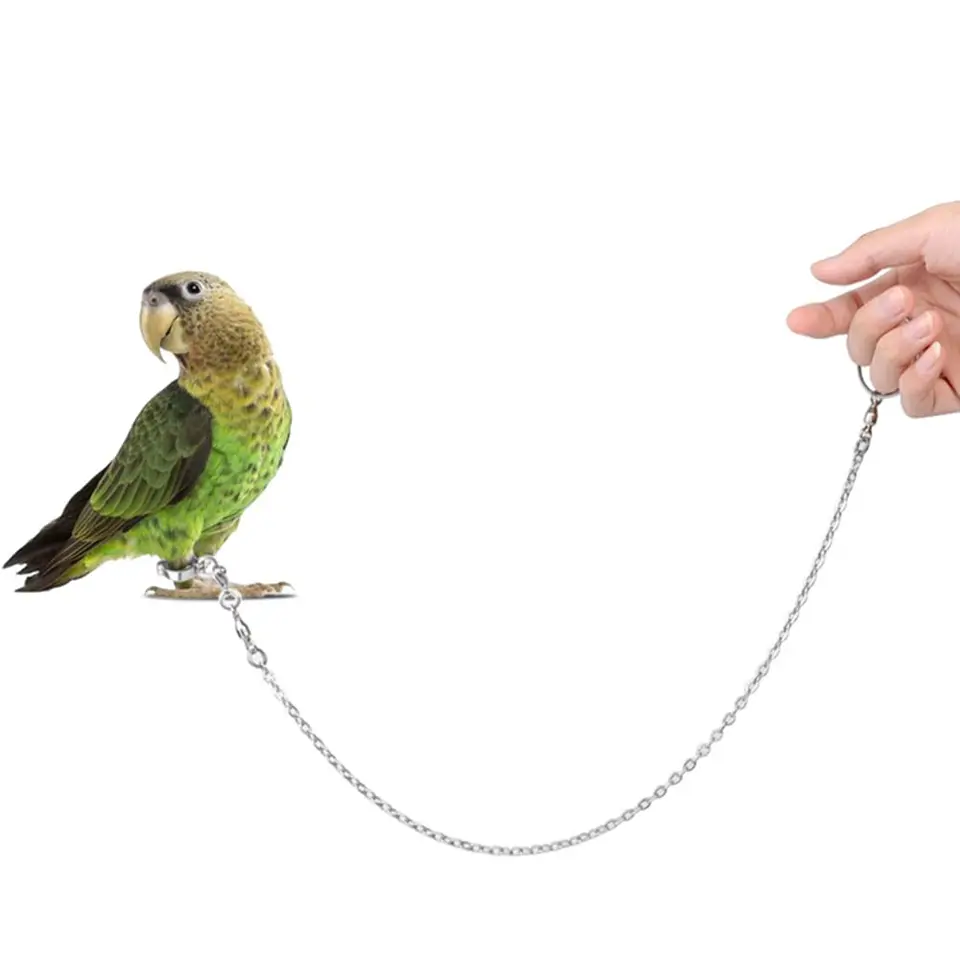 Cockatiel zliatiny zliatiny Foot Ring Multi-veľkosť členka s zámkom Catch Chain Parrot Parrot vonkajšie chôdza Flying Flying Accessory Bird Foot Chains