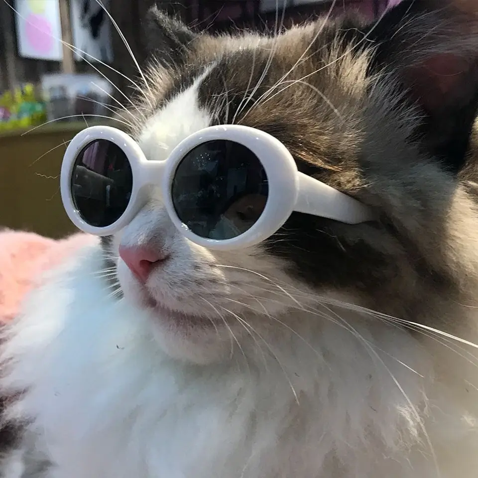 Cool plastové poháre pre domáce zvieratá Pet Pet Pet Pet Accessoes Fotografie