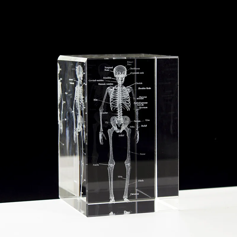 Crystal 3D laser vyrytý ľudský anatomický kostra kocka modela socha papierová váha Anatómia Mind Neurology Medical Science Darčeky