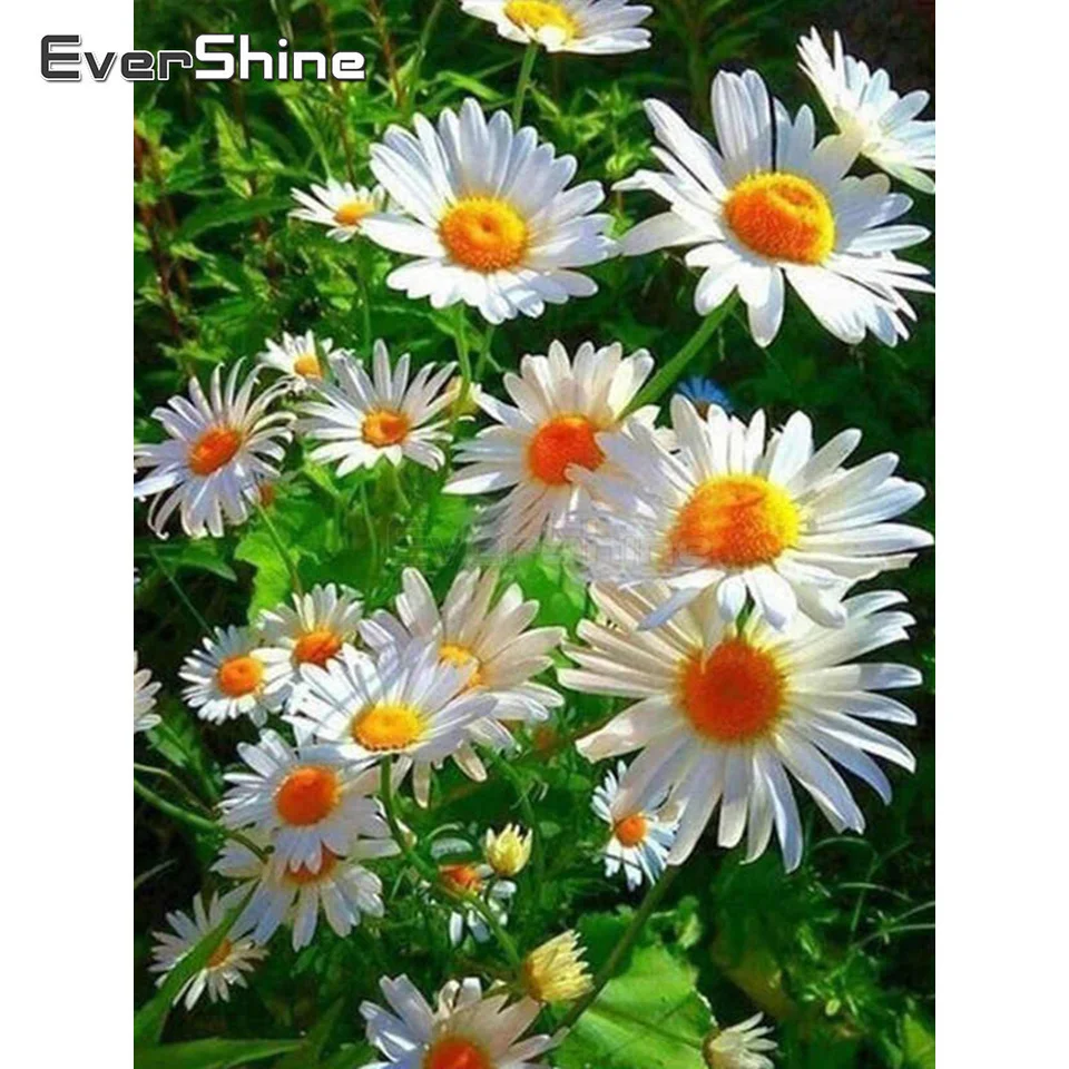 Evershine 5D Diamond Painting Daisy Kompletná súprava plná štvorcová mozaika Nová výšivka kvetinový kríž stehov scenéria ručne vyrábaná koníčka
