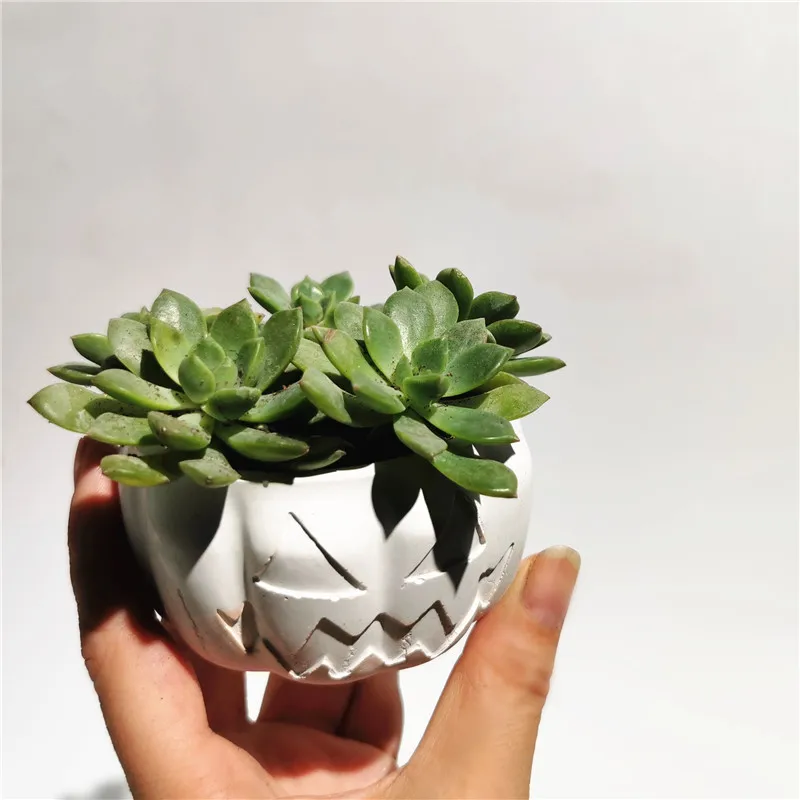 Halloween Cement Flower Foll Fold Toder