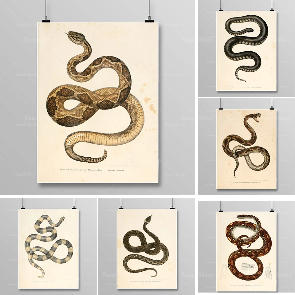Impress de Serpent de Reptole, dekorácie Murale Art, litographie de Serpent Vintage