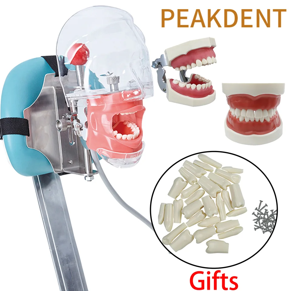 Jednoduchý model zubného simulátora Manikin Phantom Typodont Standard Model Model Dental Teaching Study Demonštrácia modelka