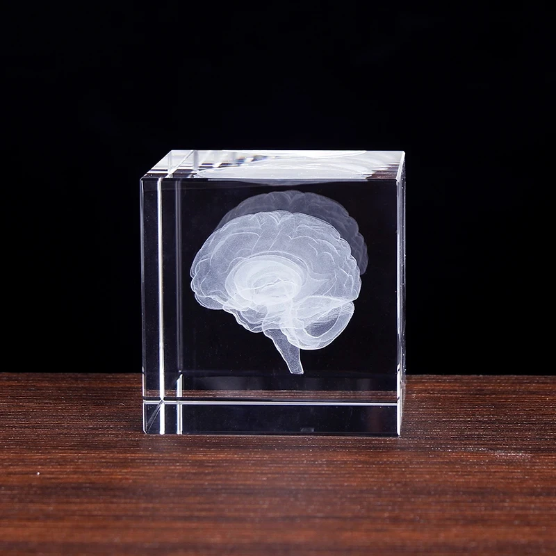 Krištáľ 3D ľudský anatomický mozog model ozdoba mozgová sklenená papierová váha neurológia