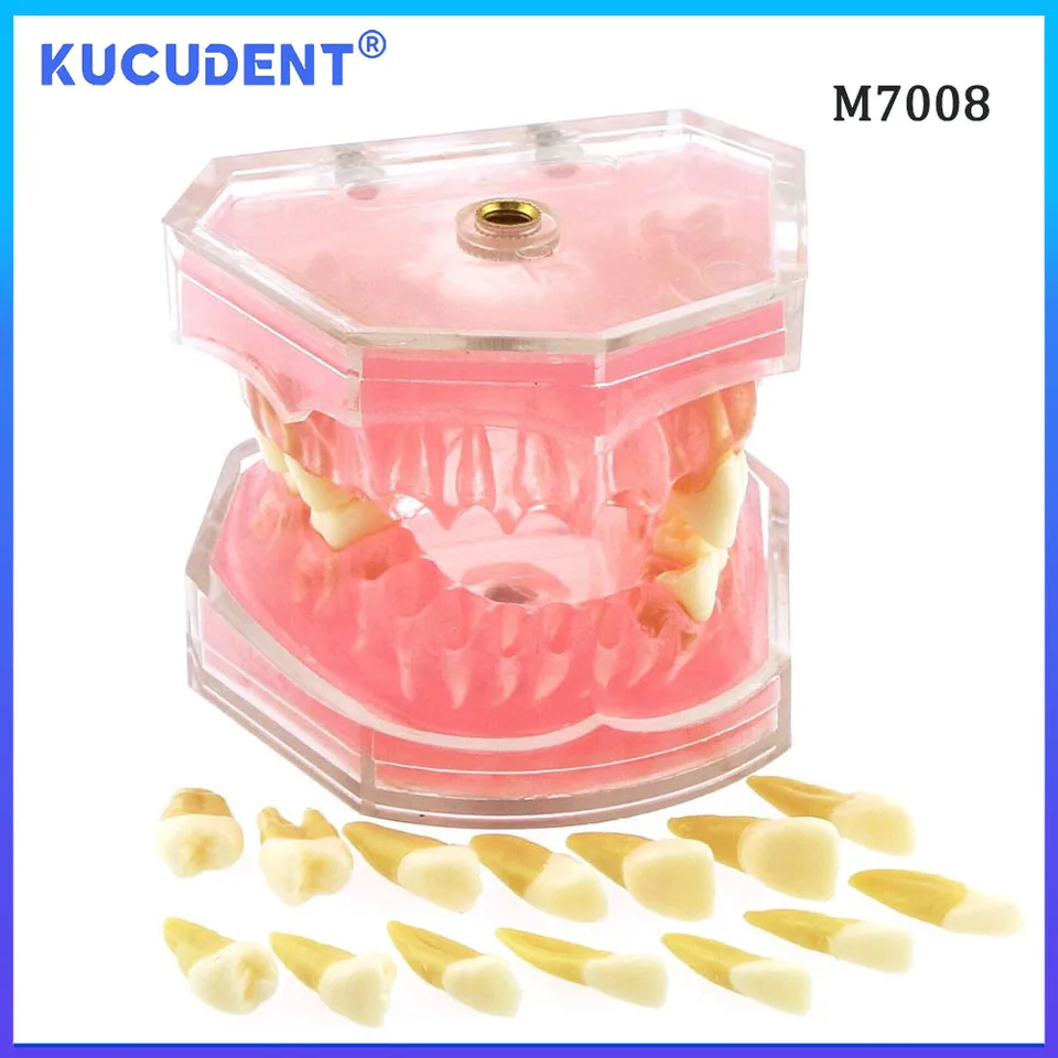 Kucudentný zubný výučba zubov Model Typodont 1: 1 Študijné štúdium Študijného štúdia Soft Soft Gum Demo Odnímateľné zubné zubné lekárstvo Výučba