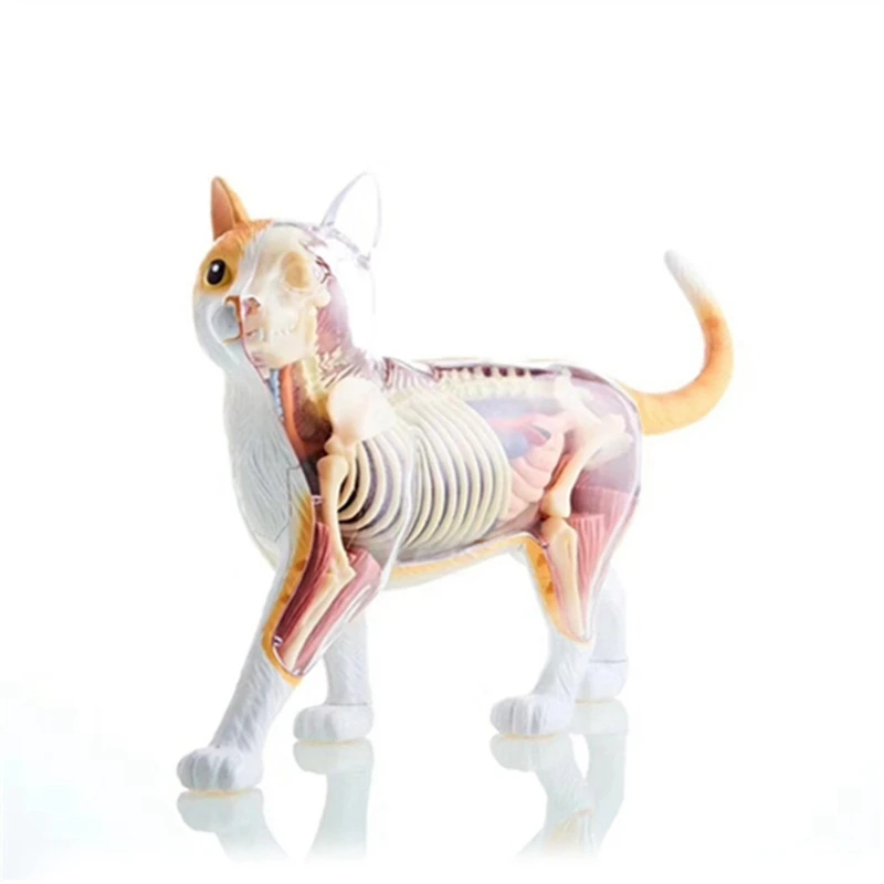 Model anatómie zvierat 4d