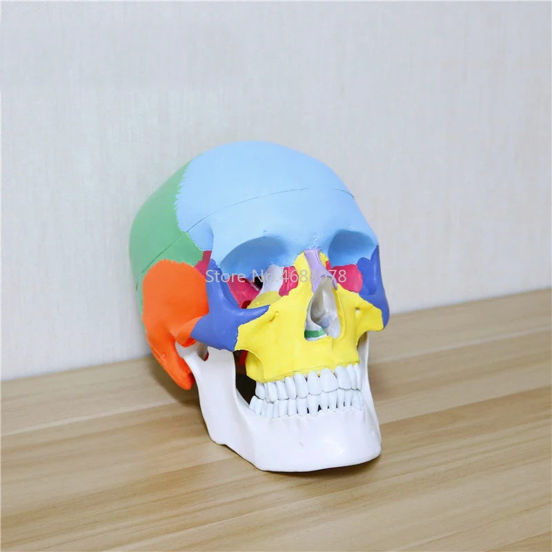 Model farebnej hlavy 1: 1 Prírodná hlava dospelých Anatómia eedicínskeho lekárskeho modelu School Supplies 20*17*13,5 cm