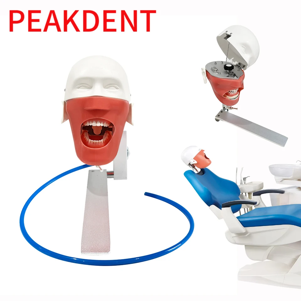 Model zubného fantómu s odnímateľnou maskou zubov Hold for Dentist Teaching Practice Training Manikin Dental Lab Instrument
