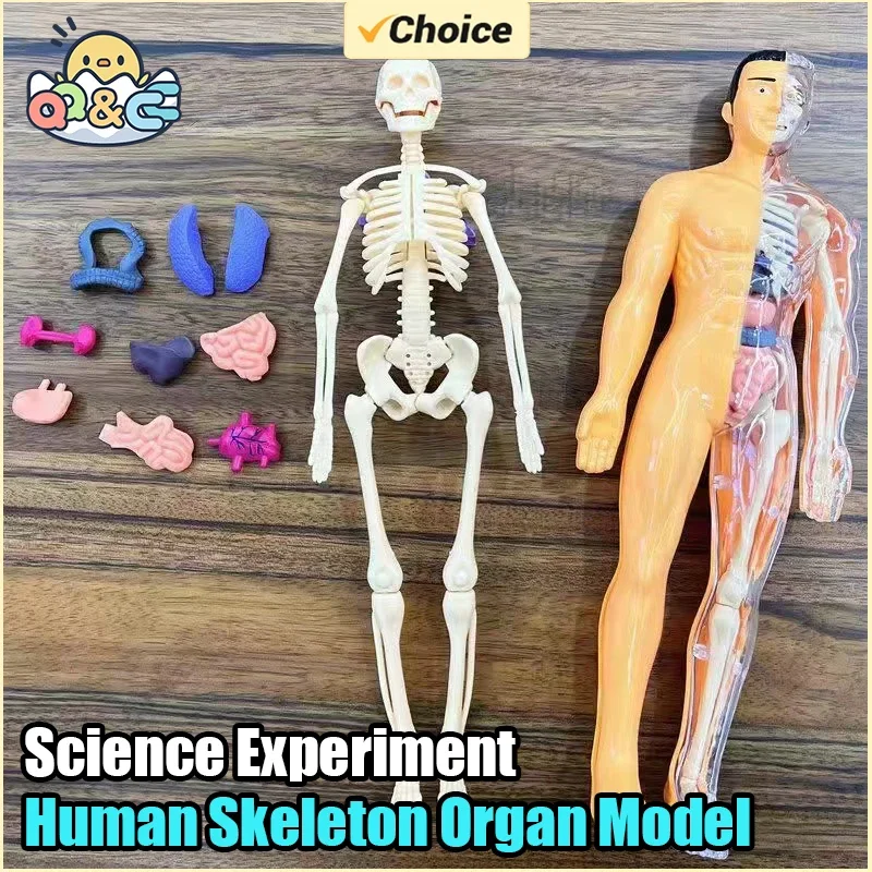 Model ľudského trupu Deti DIY Zostavené 3D puzzle človeka s odnímateľnou organovou ranou prírodou vzdelávanie Kid School Medical pre dieťa