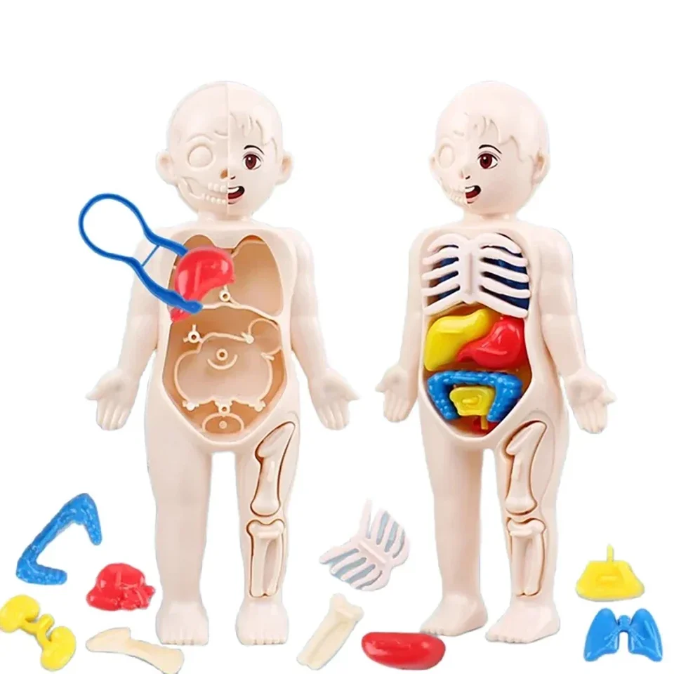 Montessori hračky pre deti Vedecké vzdelávanie Vedecké vzdelávanie ľudským organom Anatomia Model DIY Zhromaždené lekárske hračky Výučbové nástroje detské deti