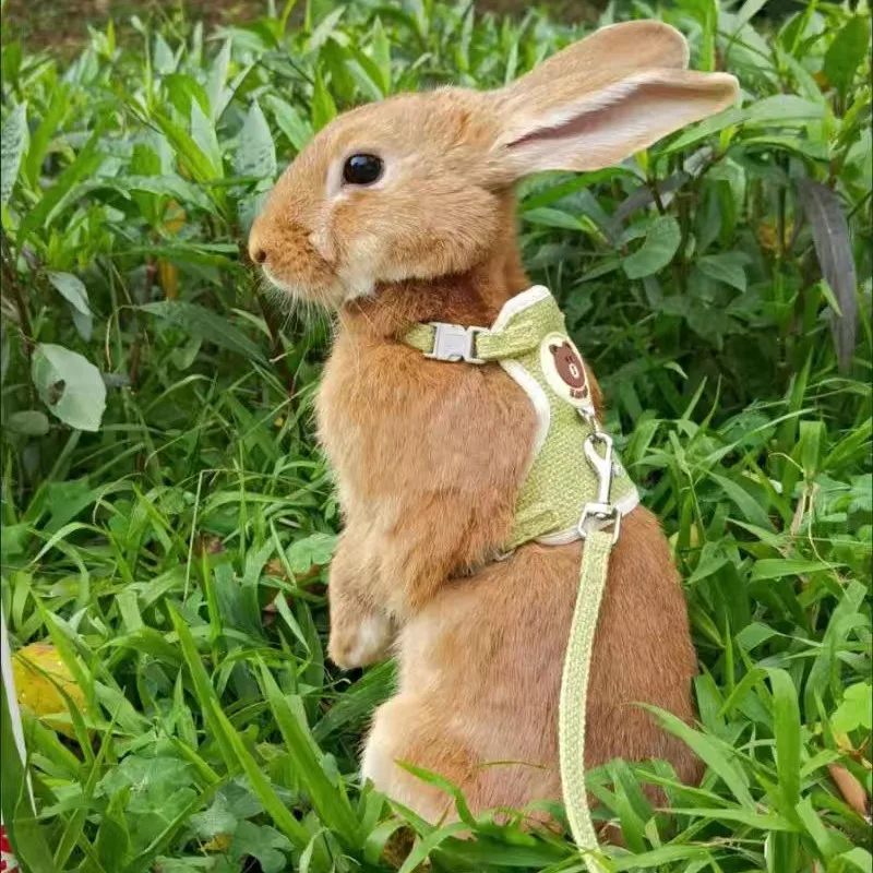 Najnovšie roztomilé králičie postroje a vodítko sada Bunny Pet Pet Pet Petss Party Bandses Rabbit Lefa