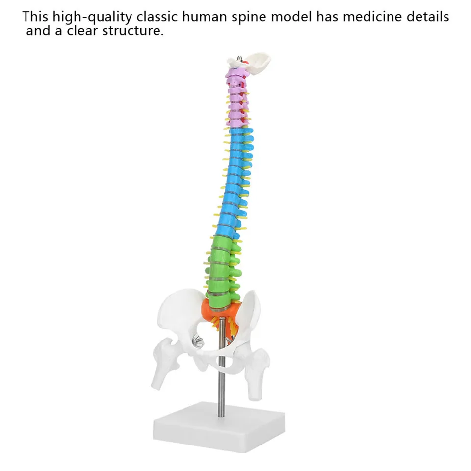 Nová farebná životná veľkosť flexibilná anatomická modelka ľudskej kostrovej chrbtice s panvovou femur 45 cm flexibilný model chrbtice modelu chrbtice