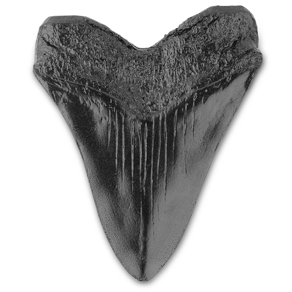 Obrie megalodonové zubné morské bológie vyučovanie rekvizí