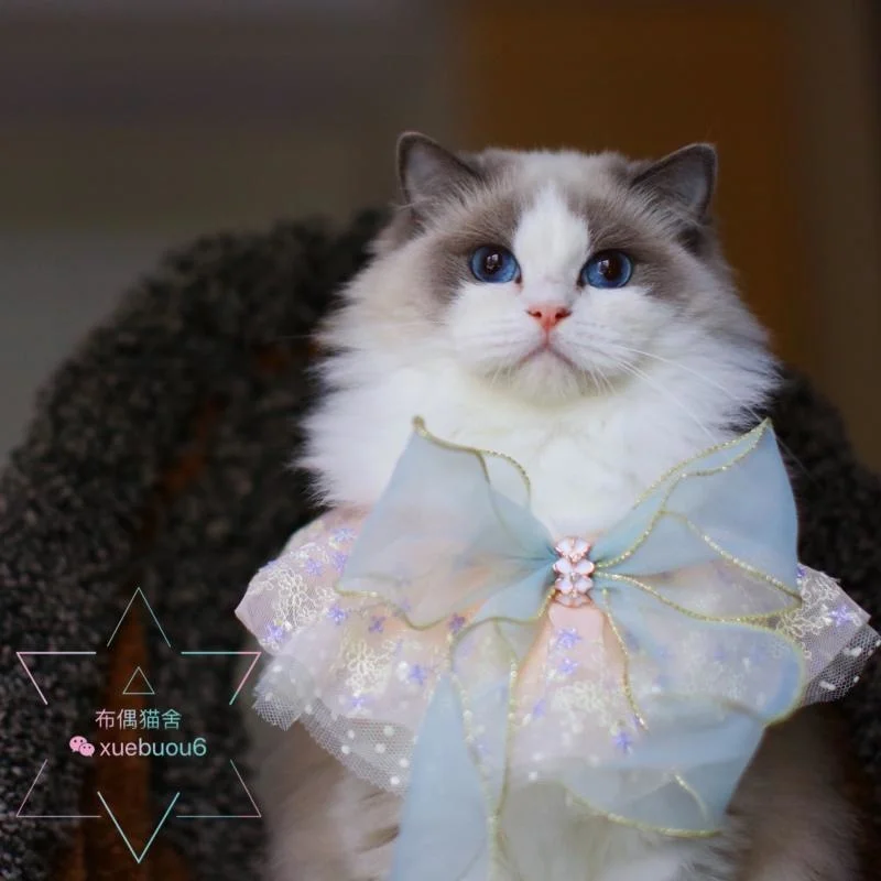 Originálne ručne vyrobené domáce zvieratá s malými kvetmi fragmenty Fragments Fairy Air Mash Cat Bow dekorácie psie fotografie dekoratívne podbradník