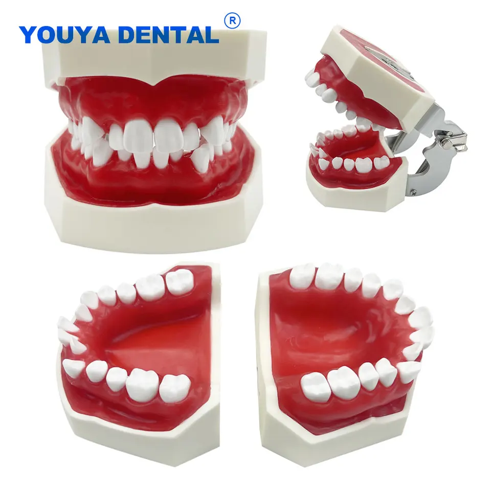 Ortodontické učenie Typodont Model zubné štúdium prax Model zubov s demonštračnými nástrojmi pre pacienta zubného lekára Red Wax Gum