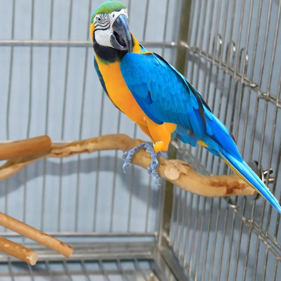Parrot vták stojan Prírodná stromová palica labka brúska vidlica Parkovec lezenie vták stojaci vetvy hračky pre vtáčie klietky príslušenstvo