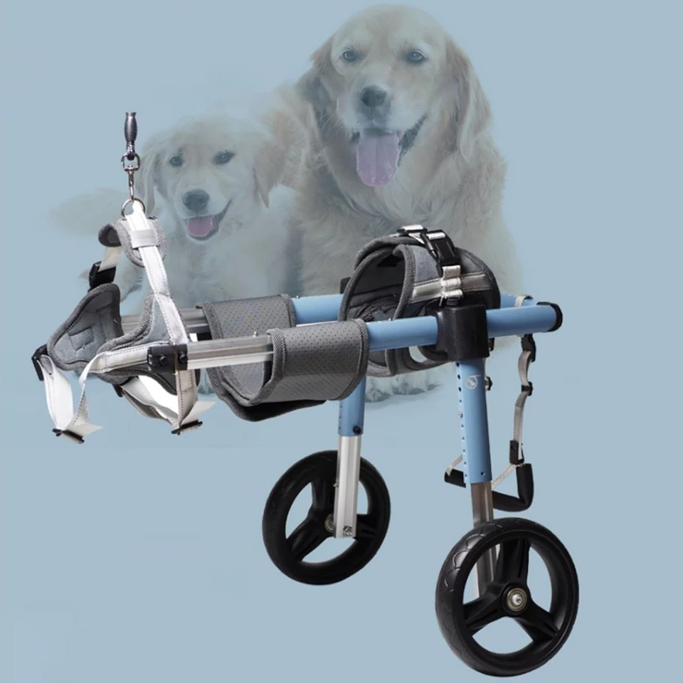 Pes Invalidný vozík Hind Hind Commary Ohabilitation Rehabilitation Walk Walk Walk Walk Pojavené auto Starší