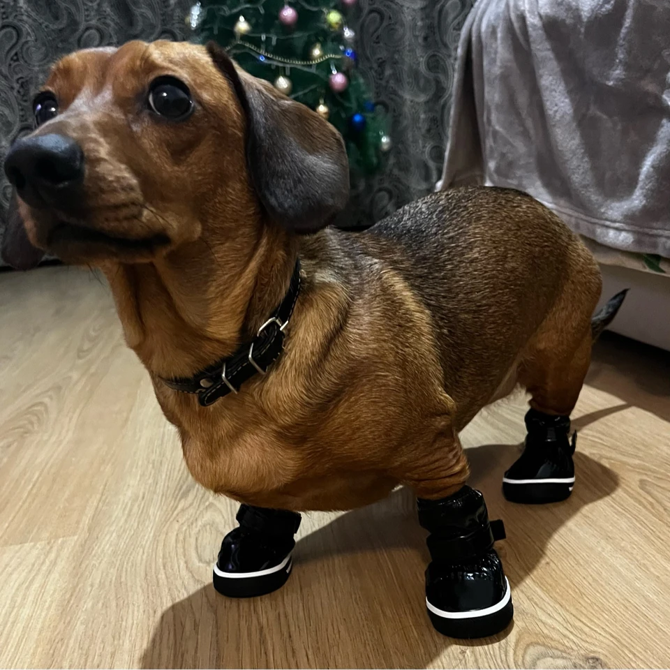 Pet Dog Cozy Dog topánky pre malé stredné psie mačky