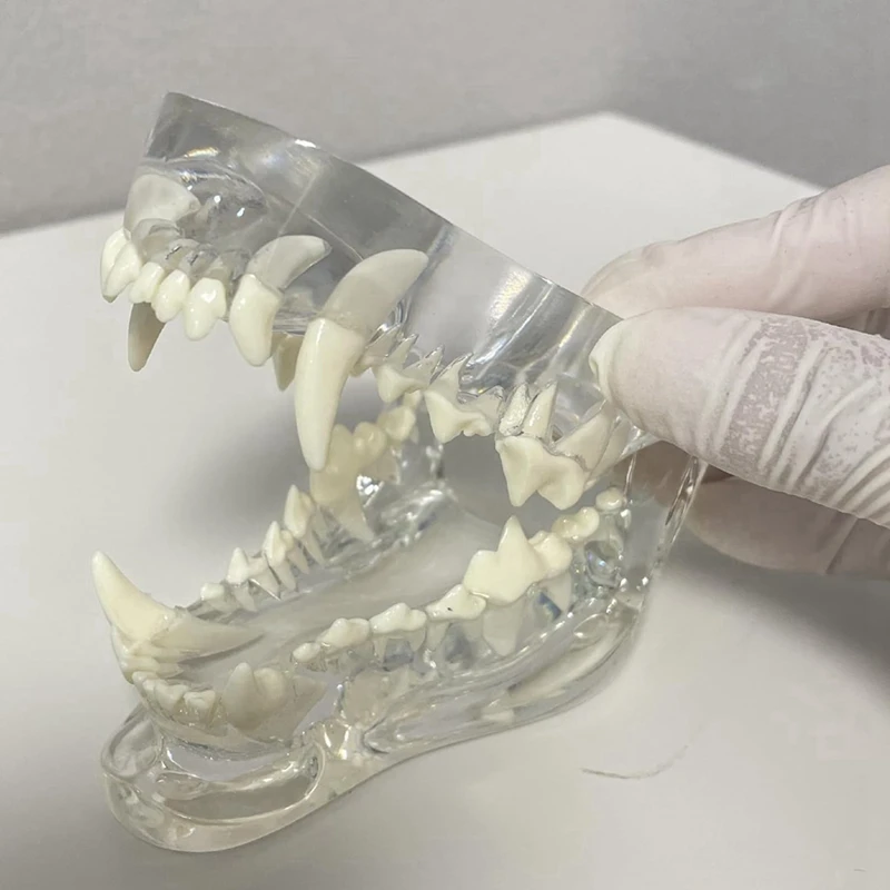 Priehľadné psie zuby Anatomický model Zvieratá Orálna zubná čeľusť pre veterinárny vzdelávací nástroj