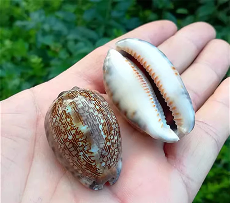 Prírodné slimáky s slimákmi zriedkavého slimáka Snail slimák akvárium krajinárna úpravy okennej platformy Zbierka ozdoby