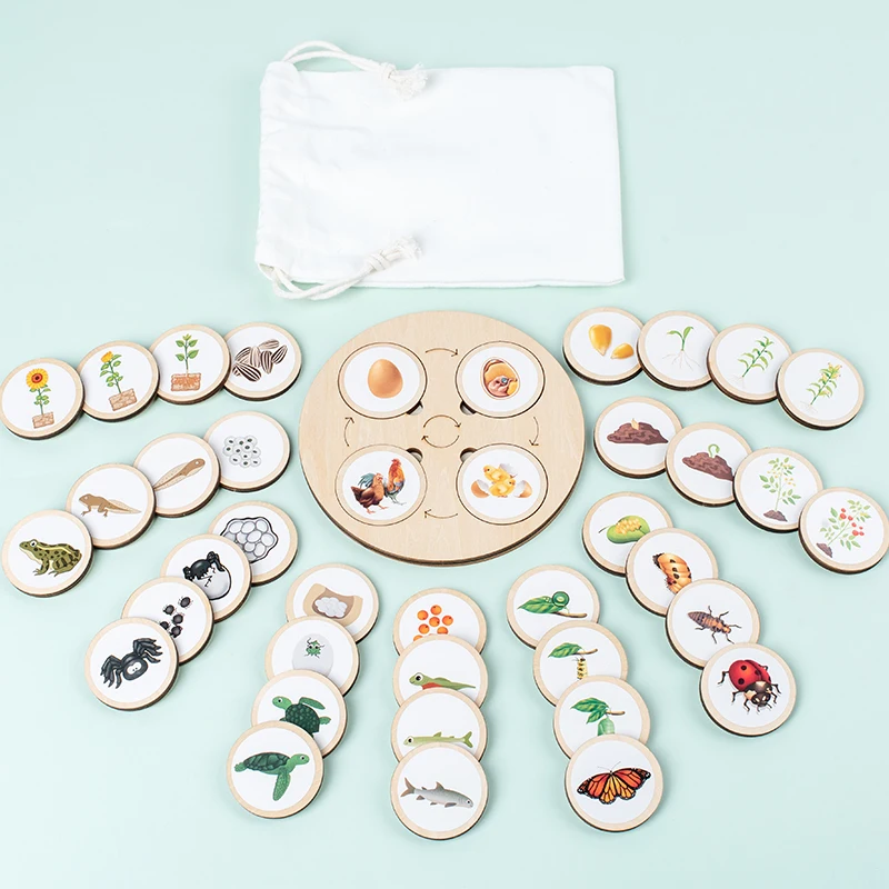 Rada pre životný cyklus Montessori Kit Biology Science Vzdelávanie pre deti Senzorické podnos zvierat Postava životného cyklu triedenie vianočný darček