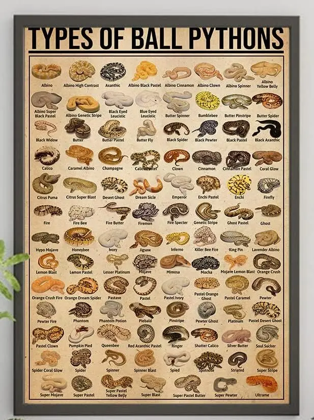 Retro kovové plechové znamienko 12 x 16 palcov Typy plagátu loptičiek Pythons, Vintage Ball Python Art Print, Ball Python Lover Gift, Ball Py