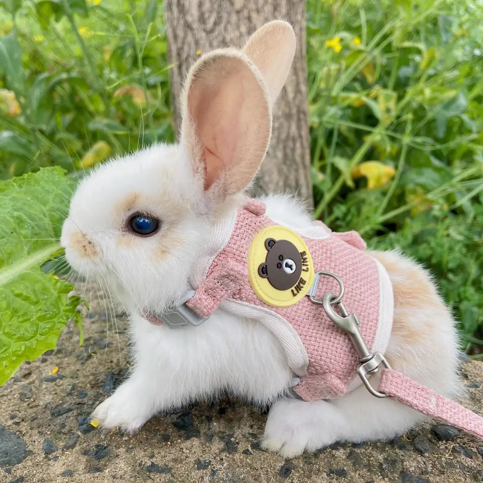 Roztomilý králičie postroj LEASH