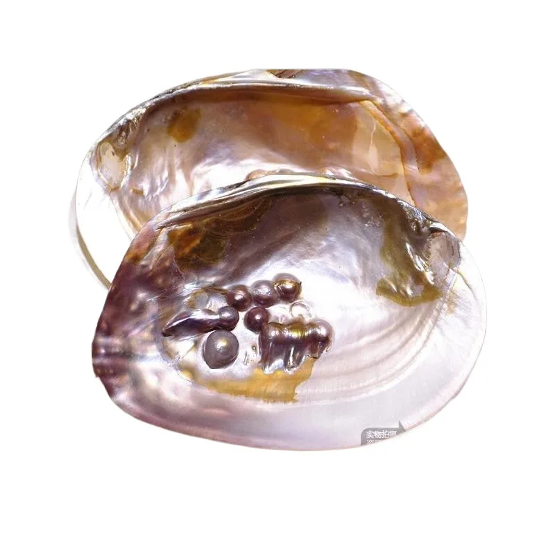 Shell Pearl Clam škrupina, prírodná lastúrka, zbierka koralových hviezd, akváriová škrupina, maľovacie ozdoby
