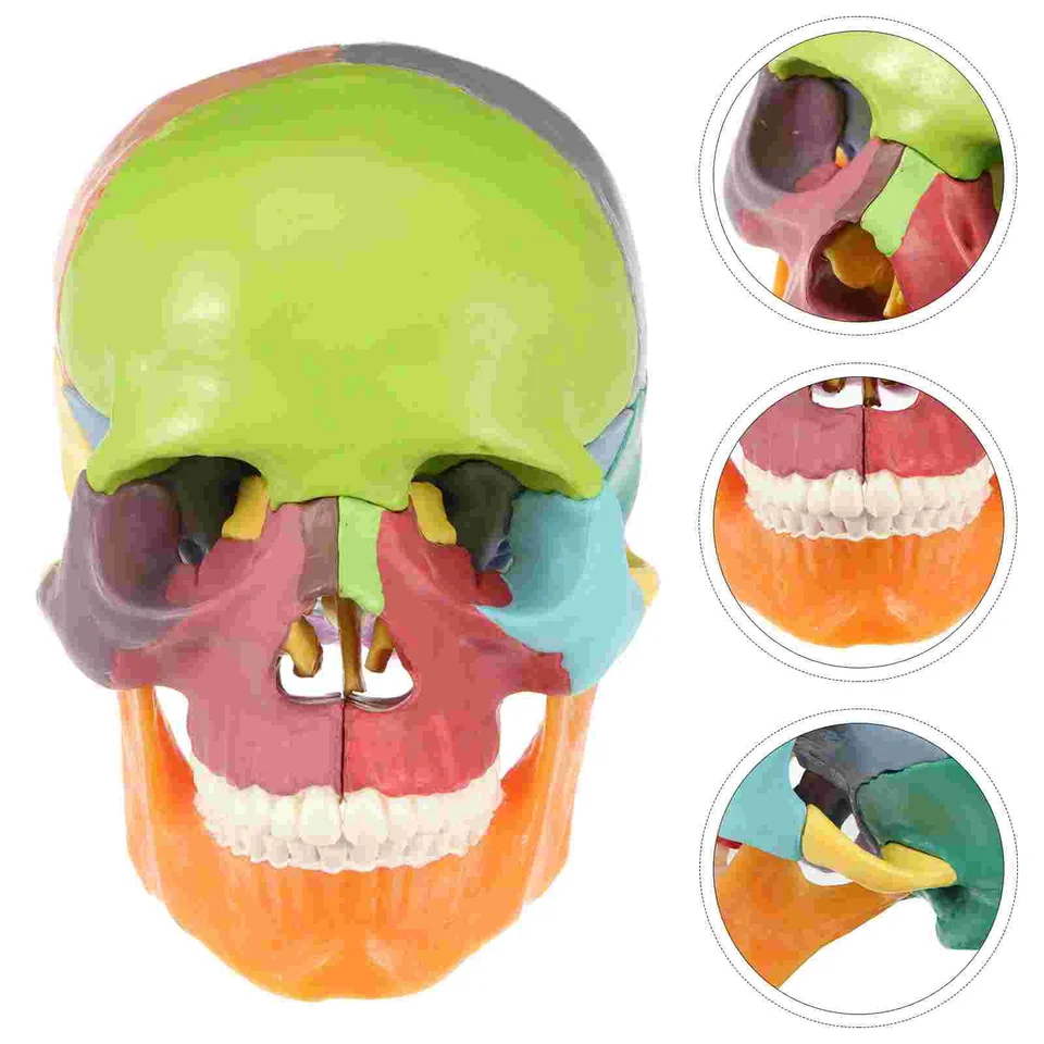 Simulovaná lebka Socha Ornament Desktop PVC Tvar lekárskeho farebného anatomického modelu hlava